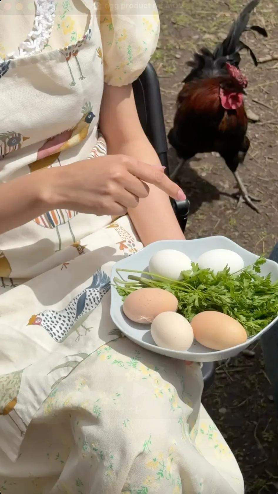 Ֆերմերը հավաքում է թարմ ձու, ետնապլանում՝ հավեր