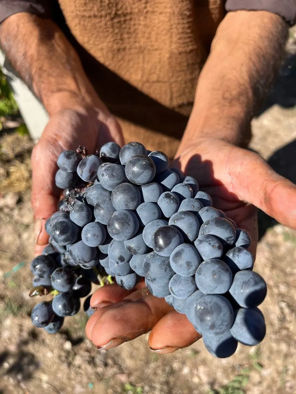 Նոր քաղած խաղող