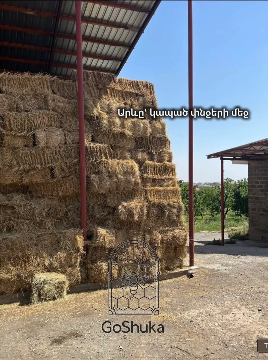 Կանաչ արոտավայրեր
