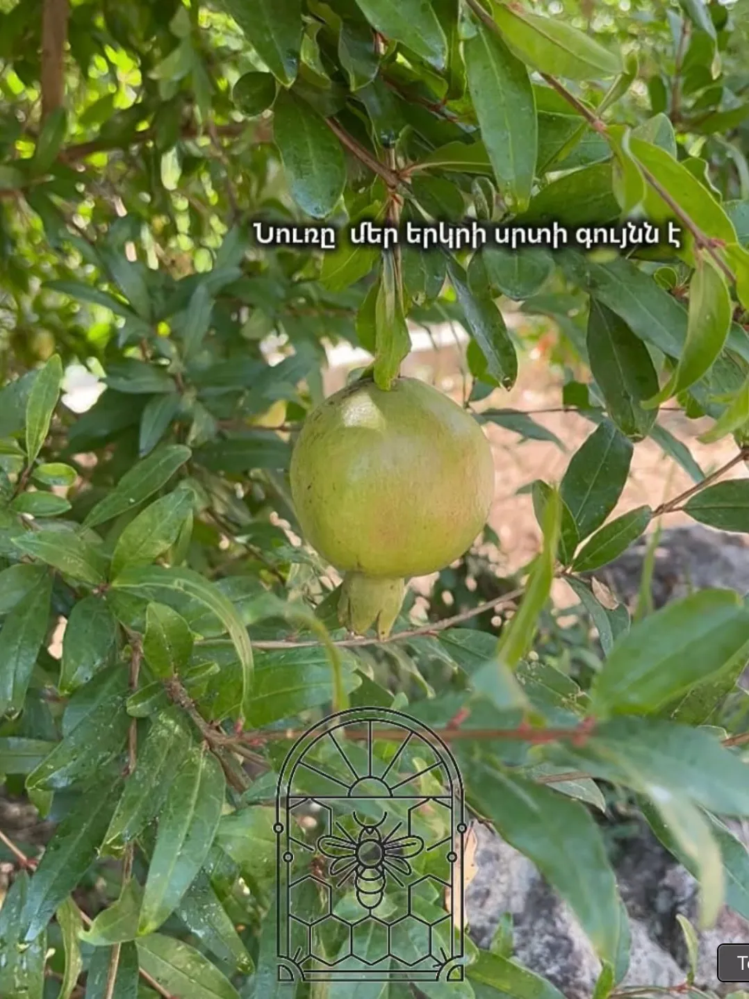 Հասած նռներ