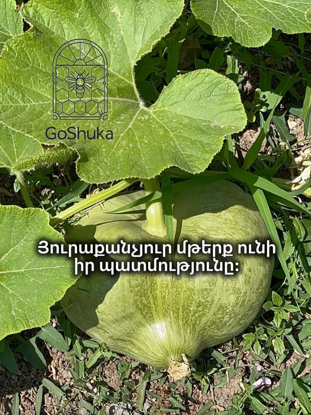 Դդումներ դաշտում